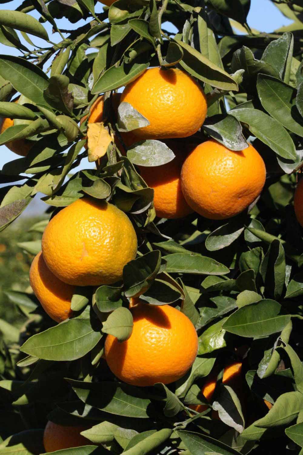            Fruit (Riverside, CA)   